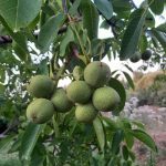 گردو اسراییلی