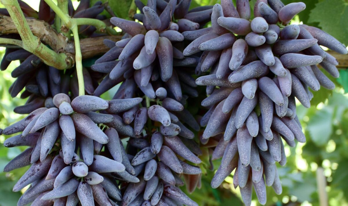 witch finger grape