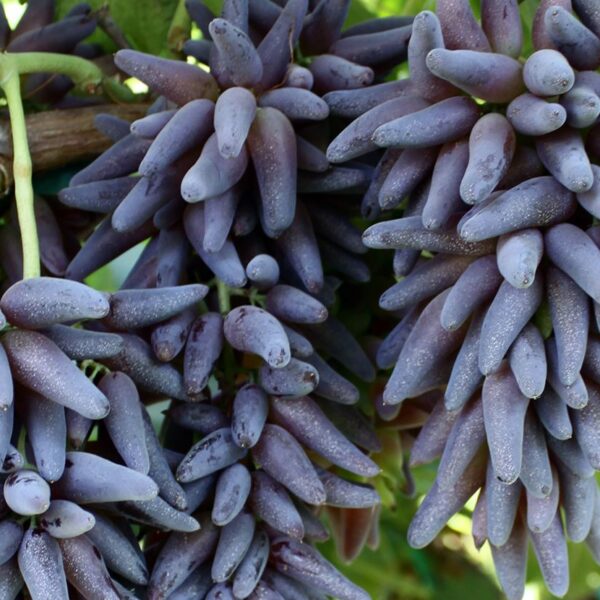 witch finger grape