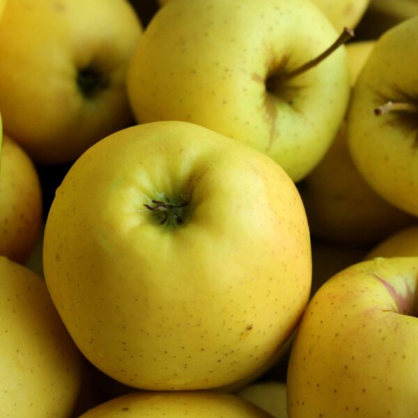 سیب زرد فرانسوی