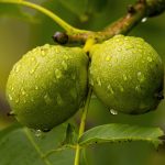 گردو خوشه ای