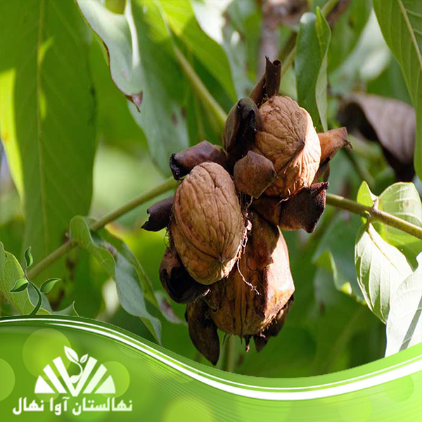 قیمت و خرید نهال گردو فرنور Fernour walnut seedling