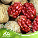 قیمت و خرید نهال گردوی تو سرخ Red kernel walnut seedlings