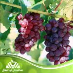 خرید نهال انگور الحقی 🍇