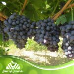 خرید نهال انگور بلک سیدلس