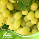 خرید نهال انگور دیزماری