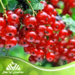 خرید نهال انگور ردکارنت