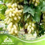 خرید نهال انگور ریش بابا