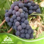 خرید نهال انگور لعل سیاه