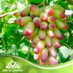 خرید نهال انگور مکیاج
