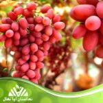خرید نهال انگور کریمسون سیدلس