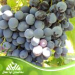 خرید و قیمت نهال انگور ترکمن 4