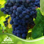 خرید و قیمت نهال انگور چشم گربه ای