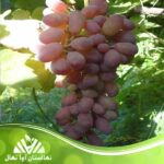 قیمت و خرید نهال انگور تبر زه