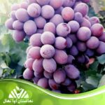 قیمت و خرید نهال انگور کندری