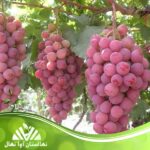 خرید نهال انگور عسگری قرمز و زرد