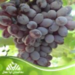 خرید نهال انگور مویز بی دانه