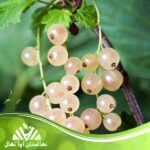 خرید نهال انگور وایت کارنت