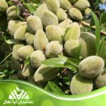 خرید نهال بادام مامایی