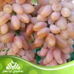خرید و قیمت نهال انگور شصت عروس
