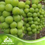 قیمت و خرید نهال انگور موسکات