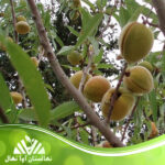 قیمت و خرید نهال بادام پسته ای