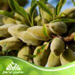 نهال بادام دیرگل آذر