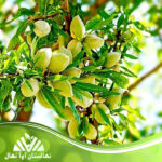 قیمت و خرید نهال بادام استیلیتل