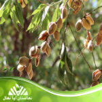 قیمت و خرید نهال بادام دسمیو مارکونا