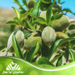 قیمت و خرید نهال بادام فرار دوئل