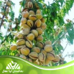 قیمت و خرید نهال بادام فراسلیس