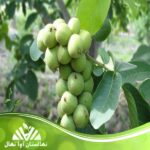 قیمت و خرید نهال گردو اسرائیلی