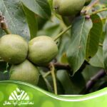 قیمت و خرید نهال گردو جمال z63