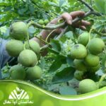 قیمت و خرید نهال گردو شيلی