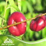 خرید و قیمت نهال شلیل انجیری