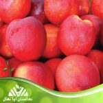 قیمت و خرید نهال شلیل بیگ تاپ