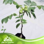 قیمت و خرید نهال گردو ایتاکا یونانی