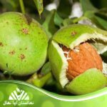 قیمت و خرید نهال گردو بیلچک