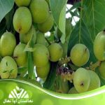 قیمت و خرید نهال گردو سانلند