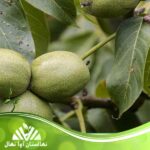 قیمت و خرید نهال گردو سجنو