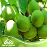 قیمت و خرید نهال گردو شبین