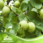 قیمت و خرید نهال گردو ضیاء آباد