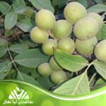 قیمت و خرید نهال گردو مراغه
