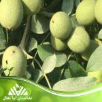قیمت و خرید نهال گردو وینا