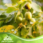 قیمت و خرید نهال گردو کاما