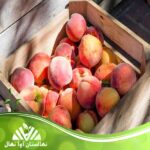 قیمت و خرید نهال هلو ارلی گلو