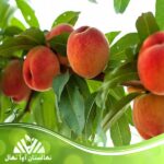 قیمت و خرید نهال هلو استار فایر