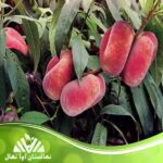 قیمت و خرید نهال هلو انجیری خونی عسلی