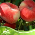 قیمت و خرید نهال هلو انجیری مالکی