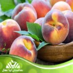 قیمت و خرید نهال هلو جوادی